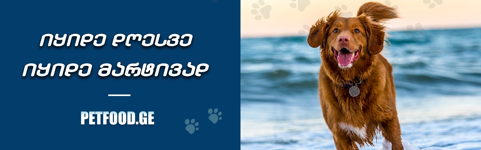 ზოომაღაზია, ძაღლი