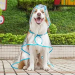 საწვიმარი გამჭვირვალე