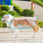 საწვიმარი გამჭვირვალე - Image 2