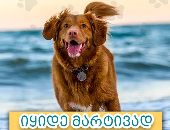 ზოომაღაზია, იყიდე მარტივად