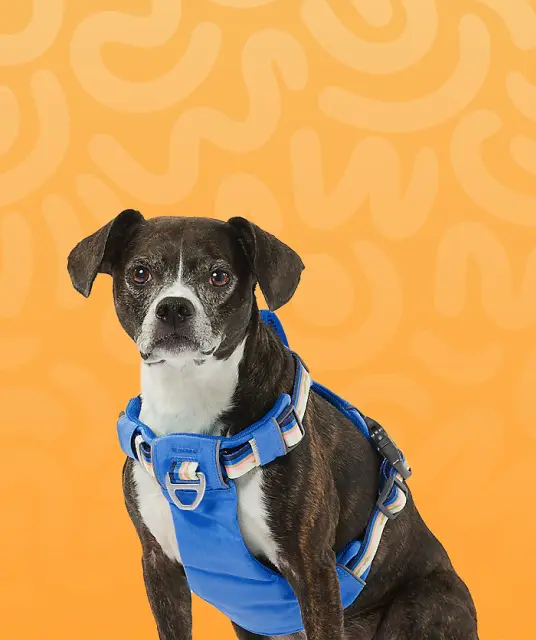 dog collar and harness