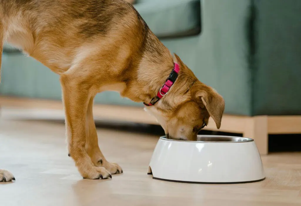 ბედნიერი ძაღლი ჭამს საკვებს